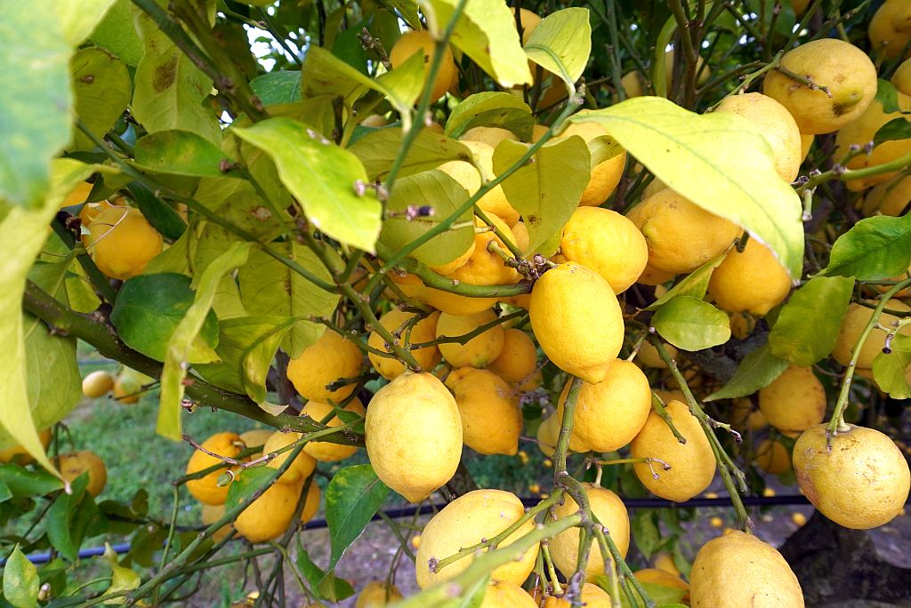 Zitronen am Baum